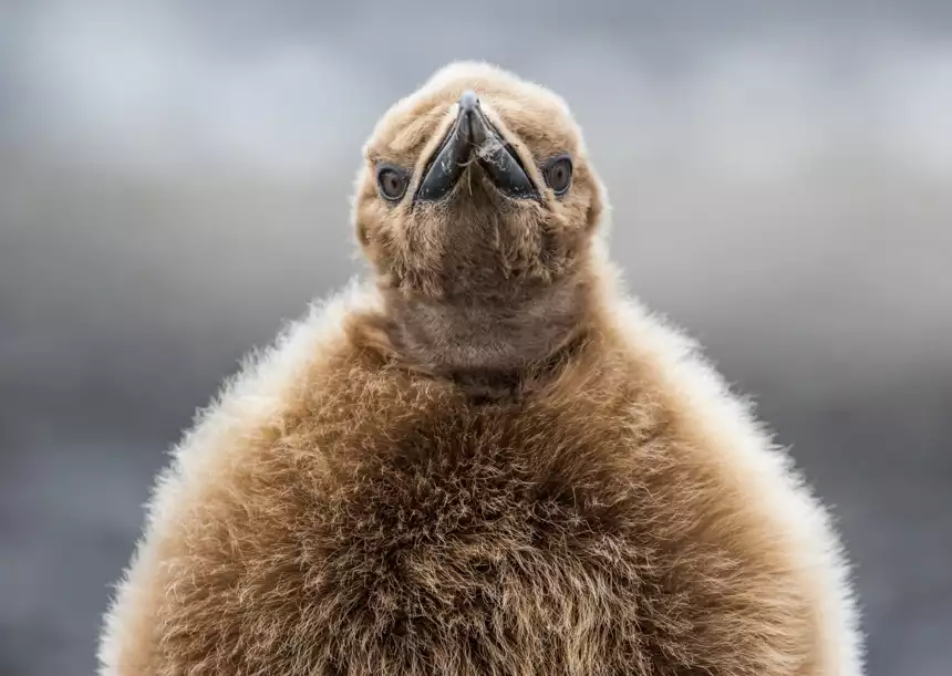 light brown fuzzy king penguin chick looking directly at camera on South Georgia Island of Antarctica