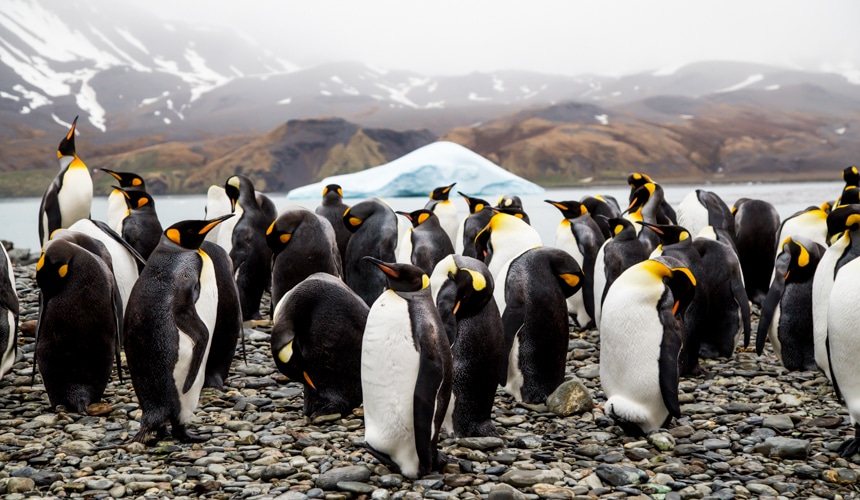 a group of black, white, and orange king penguins on the shoreline in antarctica with an iceberg floating in the background