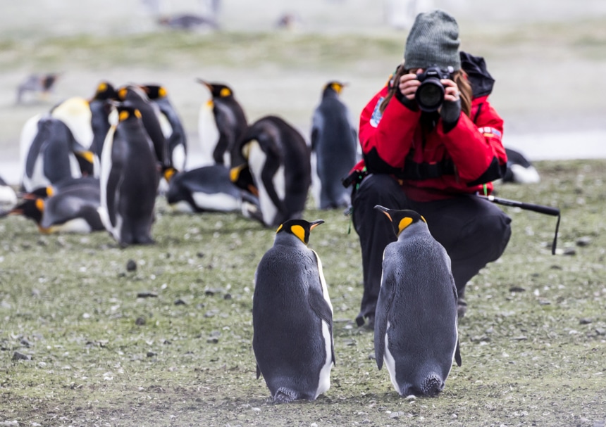 On South Georgia Island a female traveler kneels to take a picture of the two king penguins standing 6 feet in front of her 