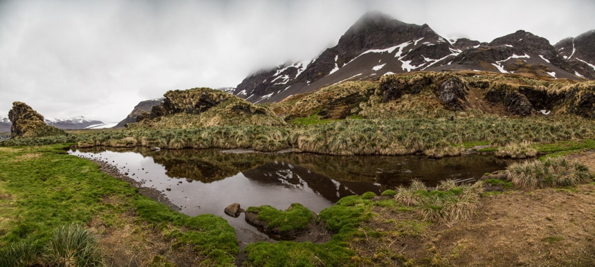a pond with lush green vegetation growing around with tall mountains in the background on a foggy day in antarctica