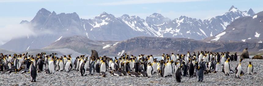 a colony of penguins gathered together on the rocky shoreline with some fur seals hanging around in south georgia