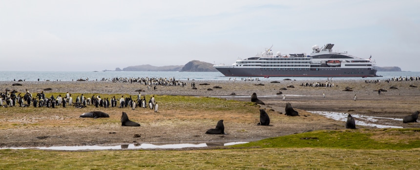 brown fur seals on south georgia island among groups of black and white penguins with large luxury ship anchored off shore