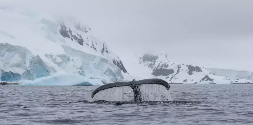 a whale tail out of the ocean water with icebergs and snow capped mountains in the background in antarctica