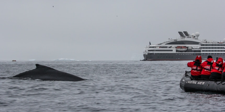 a whale coming up for air with a group of people floating in a zodiak and a large luxury ship in the background