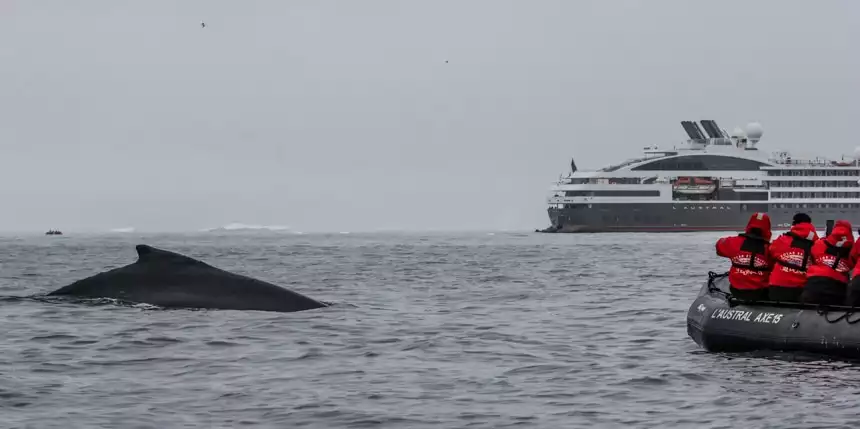 a whale coming up for air with a group of people floating in a zodiak and a large luxury ship in the background