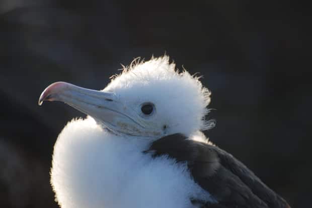 Baby frigate bird in the Galapagos.