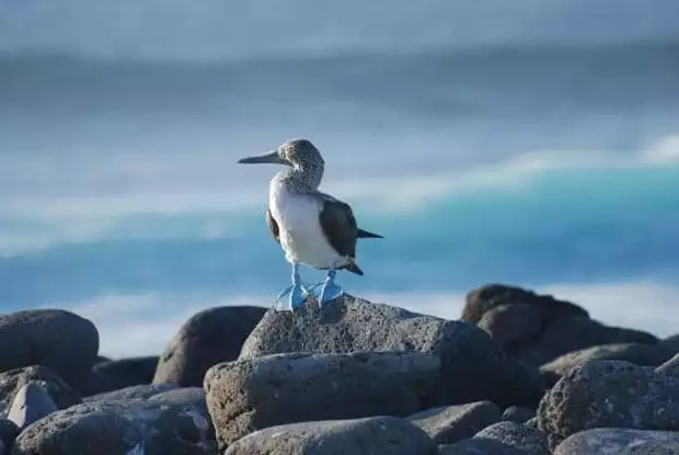 Blue footed booby bird on rocks in the Galapagos. 
