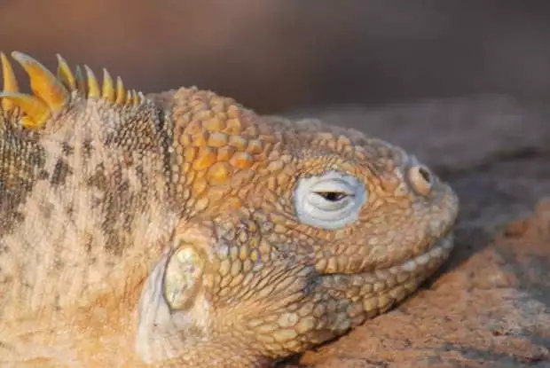 Up close golden iguana in the Galapagos. 