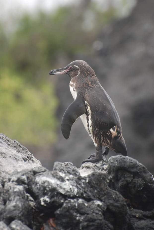 Galapagos penguin standing on a rock. 
