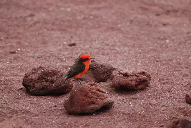 Red and black finch bird in the Galapagos. 