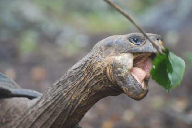Galapagos tortoise eating a leaf. 