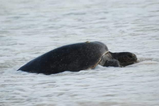 Turtle on the beach in the Galapagos  with a barnacle on it's shell. 