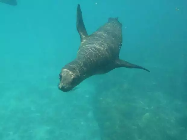 Sea lion swimming underwater in the Galapagos. 