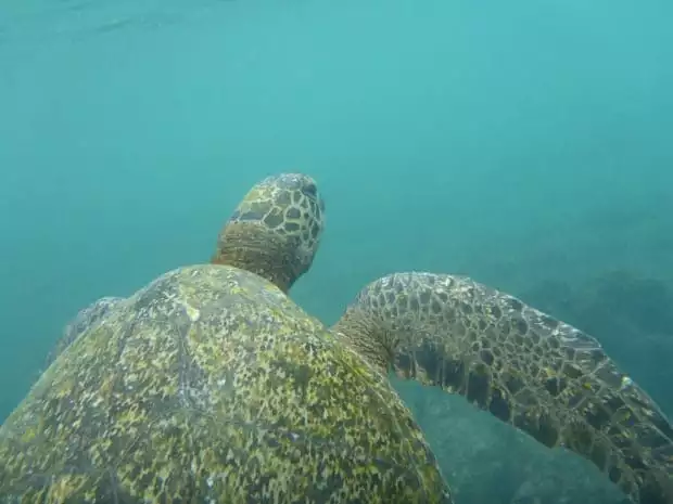 Turtle swimming underwater in the Galapagos. 