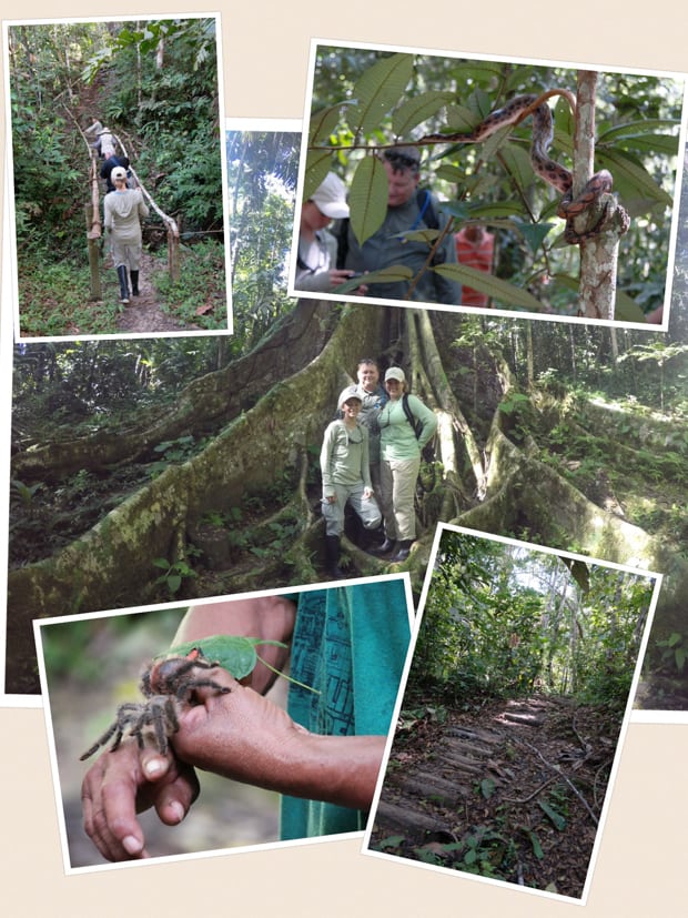 Collage of photos taken on a jungle tour from their small ship Amazon cruise including trees, tarantulas, hiking paths, and a snake. 