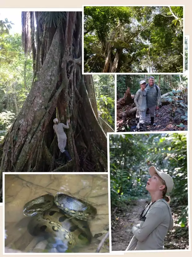 Collage of photos taken on a jungle tour from their small ship Amazon cruise including tree roots, a snake, canopy views, and people looking for wildlife. 