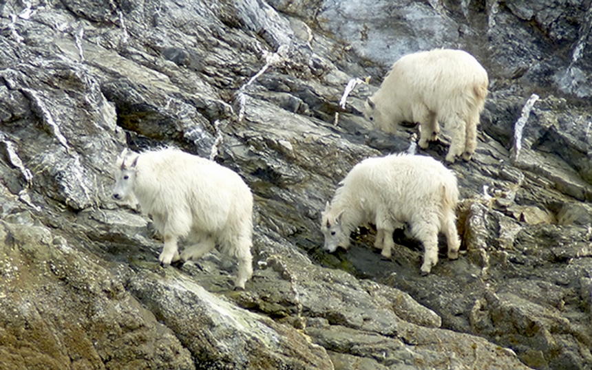 Cruises 2024 Alaska Wildlife Adventure Lena Shayla