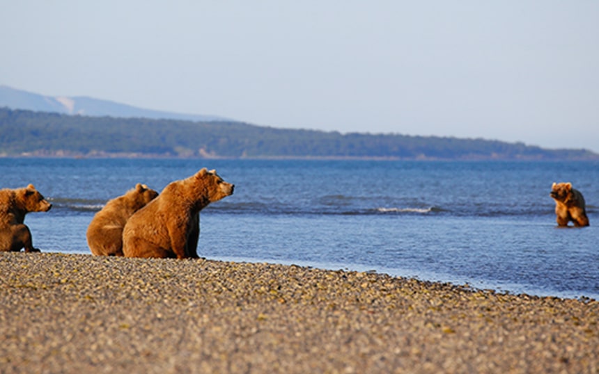 5 Iconic Alaska Wildlife Cruises by Small Ship AdventureSmith