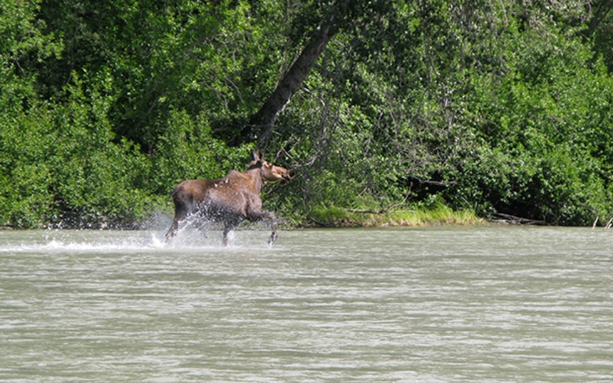 Moose running in the water seen from a small ship tour in Alaska. 