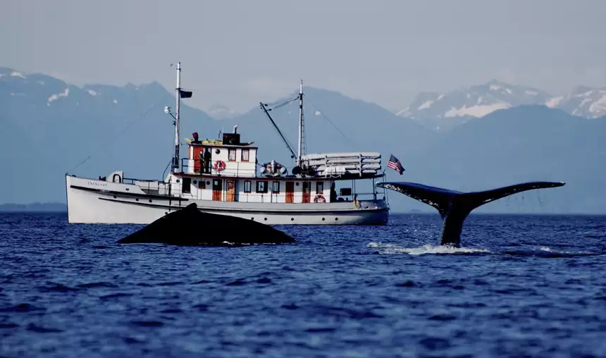 Whale tail and a whale beaching in front of a small ship cruise in Alaska. 