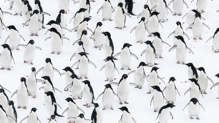 In Antarctica, a colony of black and white Adelie penguins stand against pure white snow like a sea of almost identical twins.