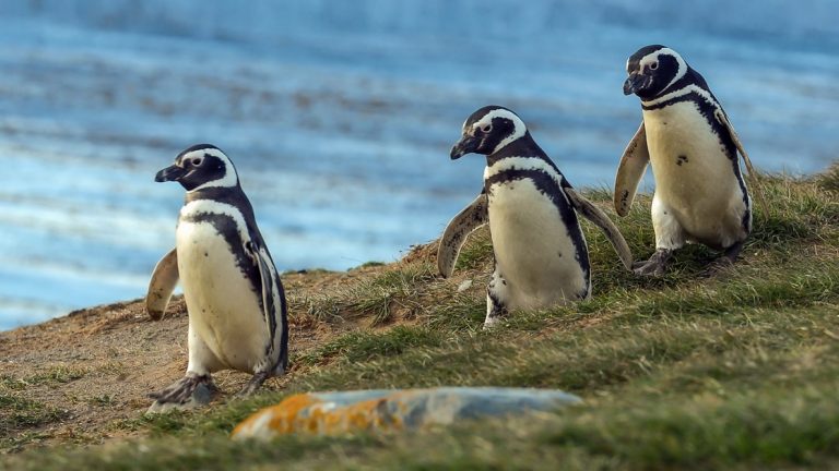 3 Magellanic penguins with white chests and black backs walk over grass with blue sky behind, during the Essential Patagonia cruise.