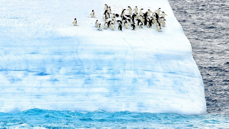 A group of black and white adelie penguins stand on the edge of a floating teal white iceberg during a Ross sea voyage.