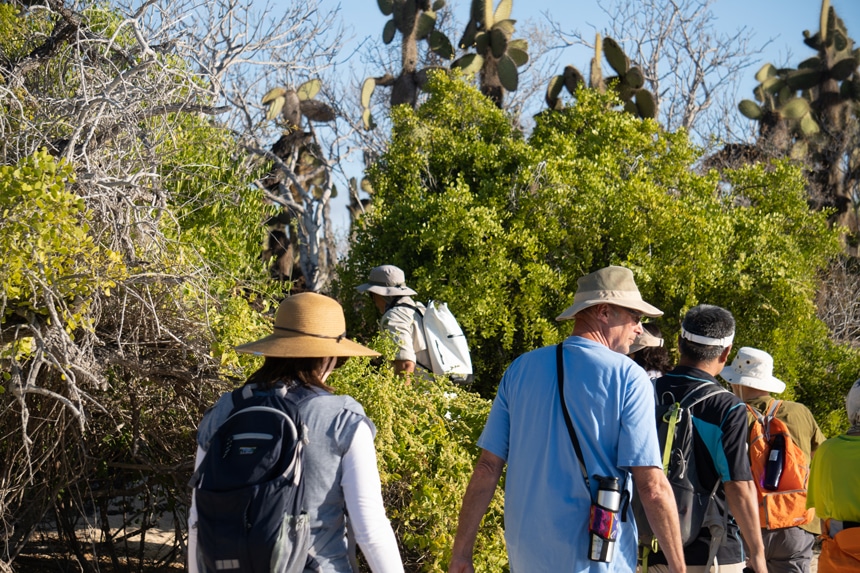 Wearing hats and visors a group of cruise guests hike through the Galapagos island landscape of cacti and green mangrove trees,