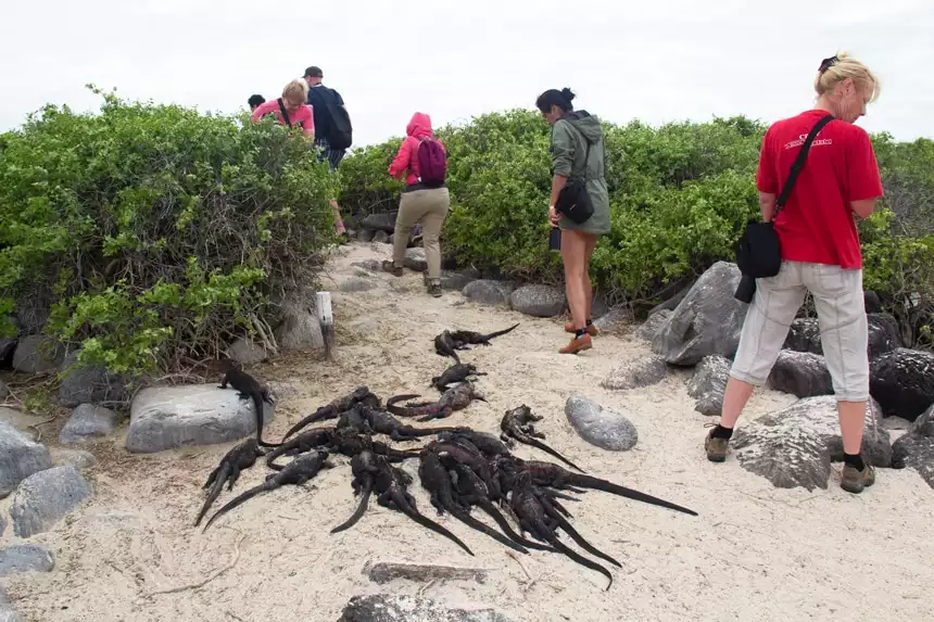 A group of Galapagos visitors walk along a sandy island trail careful to not step on the large group of marine iguanas laying together.