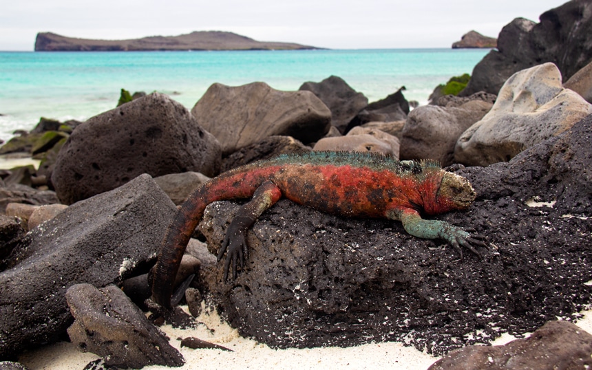 A brightly colored teal and red marine iguana lays on top of black lava rock beach front on Espanola Island in the Galapagos