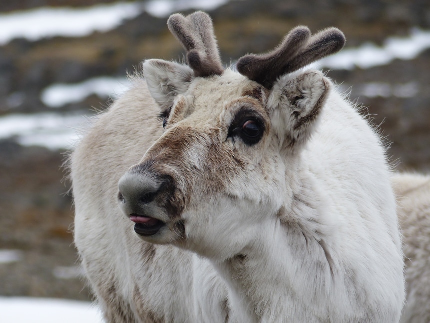 A portrait of a young Arctic reindeer with short fuzzy antlers and tan fur sticks its pink tongue out at the camera.
