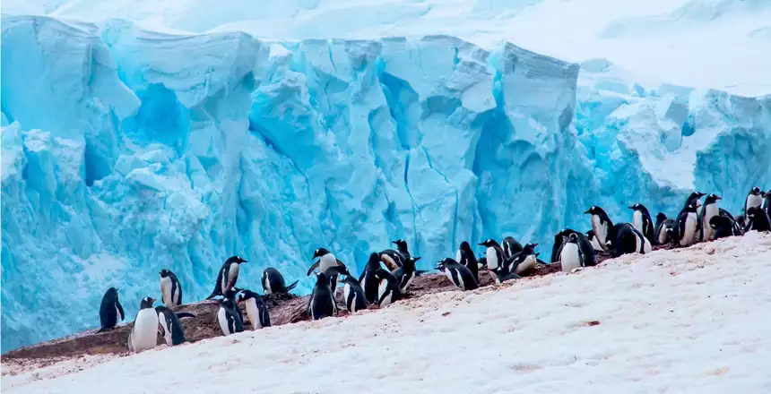 A colony of white and black gentoo penguins gather on the shore in front of a jagged icy teal glacier.