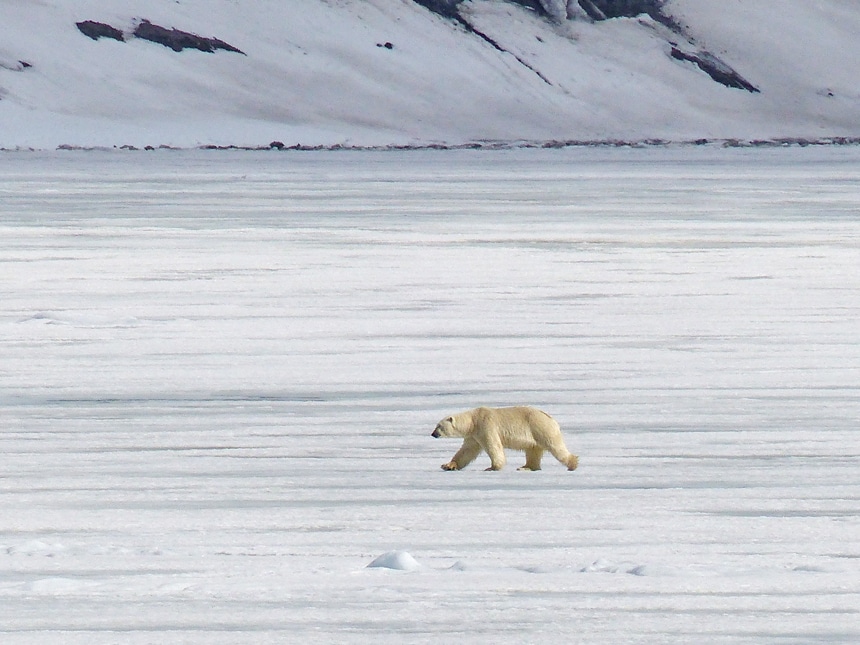 A solo white polar bear is spotted walking along the snowy arctic tundra against a white snow covered mountain range,