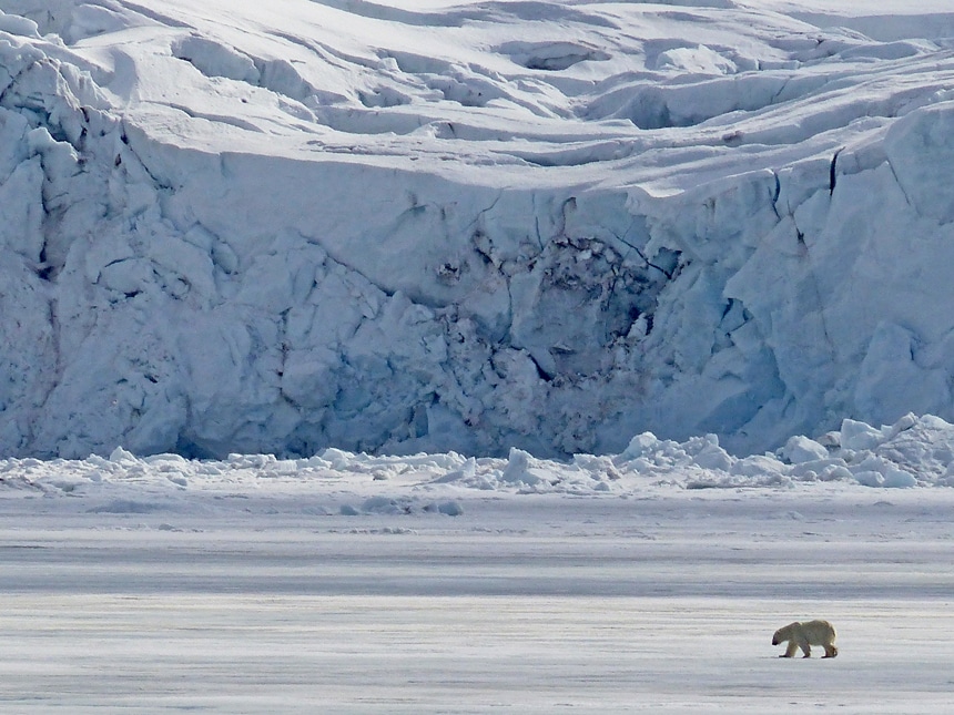 Seen from a Spitsbergen cruise a lone polar bear walks along the Arctic tundra in front of a massive icy glacier.