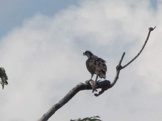 Hawk with a fish in its claw standing on a tree branch in the Amazon.