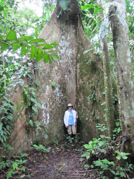 Large rooted tree with a traveler standing in the middle while on a hike through the Amazon.