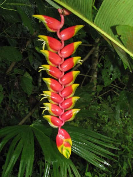 Red and yellow orchid growing in the Amazon.