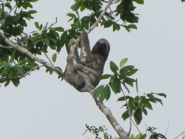 Sloth hanging from a tree in the Amazon.