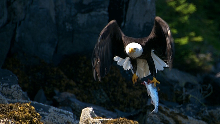 Bald eagle flaps its wings as it comes in for a landing on a rock, seen during the Prince William Sound Cruise & Rail Adventure.