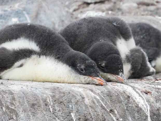 Up close baby penguins resting on rocks as seen from a land excursion off a small ship cruise in Antarctica. 