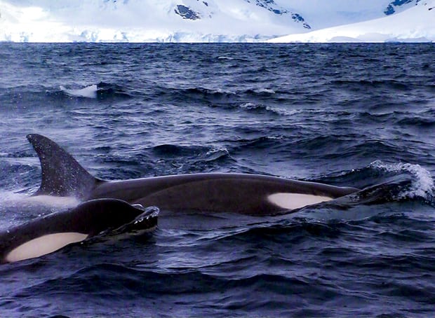 Two black and white orca whales surface the deep blue ocean in Antarctica surrounded by snowy mountains.
