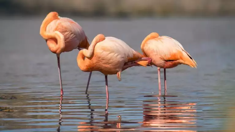 3 pink flamingoes stand in calm shallow water & preen themselves during an Elite cruise in the Galapagos Islands.