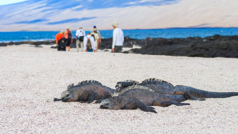 Three dark marine iguanas sun bathe on a sandy beach in the Galapagos, a group of travelers walk by them in the distance.