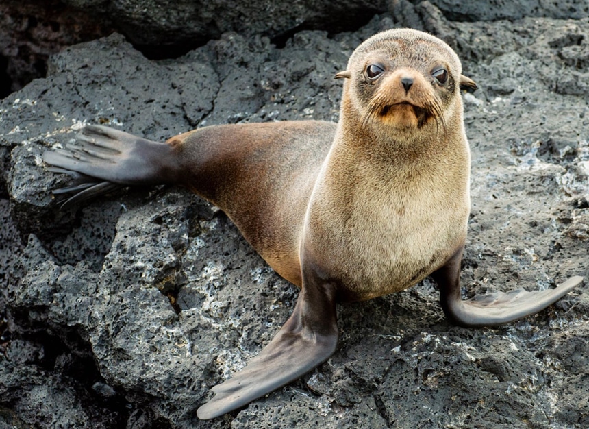 The fur seal, a shy Galapagos animal, stands on lava rock with a brown fury coats, large eyes, protruding ears and large flippers.