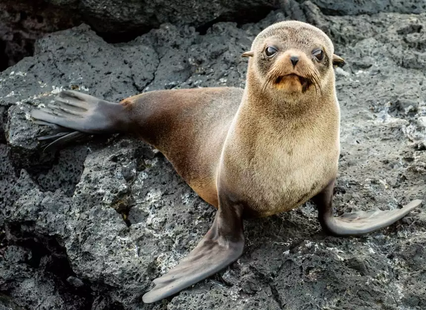 The fur seal, a shy Galapagos animal, stands on lava rock with a brown fury coats, large eyes, protruding ears and large flippers.