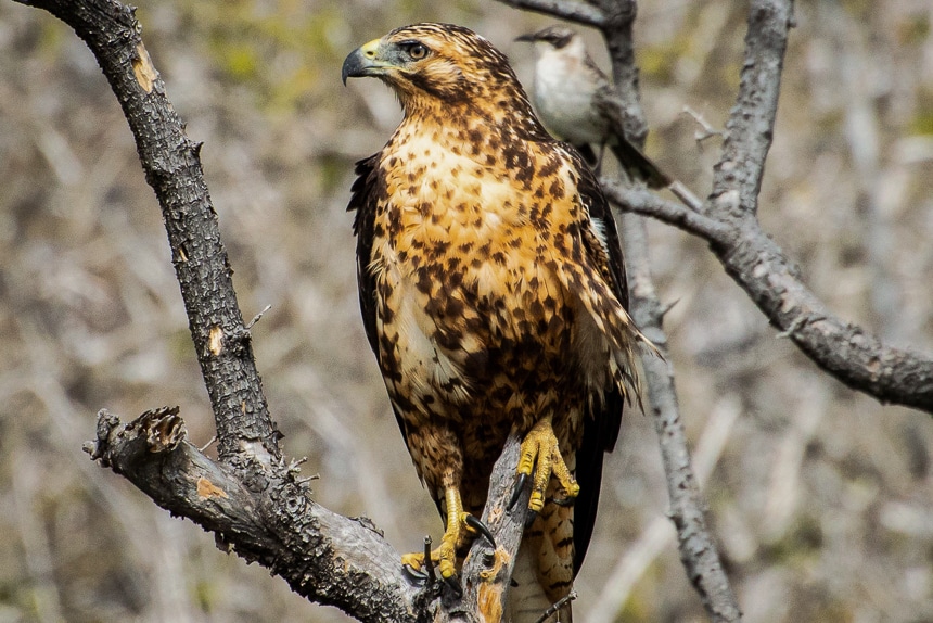 Galapagos Island bird the Galapagos hawk perched on a tree. Plumage is dark brown with spotted chestnut colored chest, feet and legs are yellow and eyes are brown.