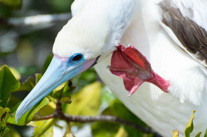 Red-footed booby of the Galapagos, with white feathers, red feet and a pale blue beak, perches in a green mangrove tree.