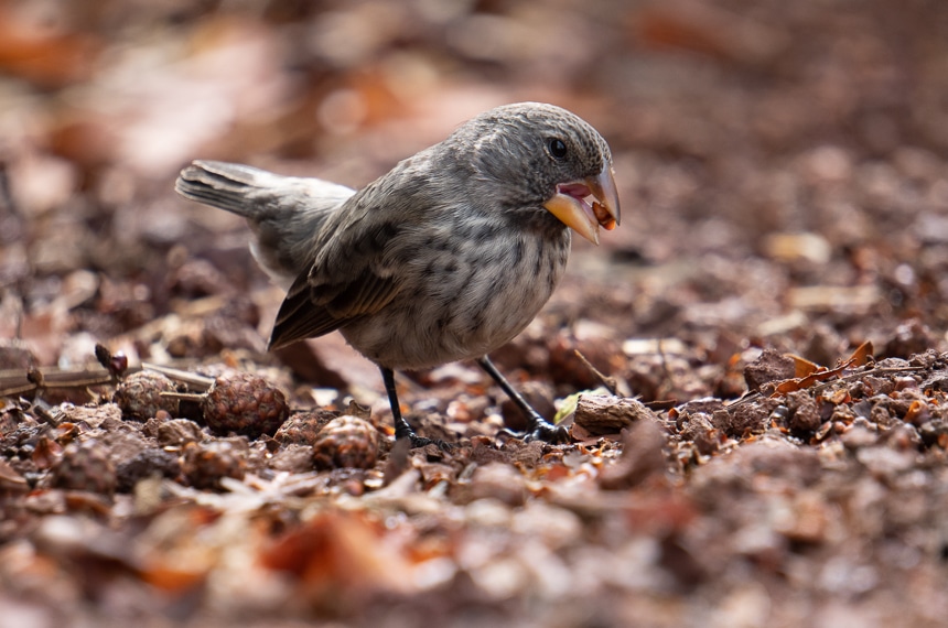 Portrait of Darwin's finch, a tiny, plain looking bird, colored dull black grey and brown stands on the group holding a seed in its beak.