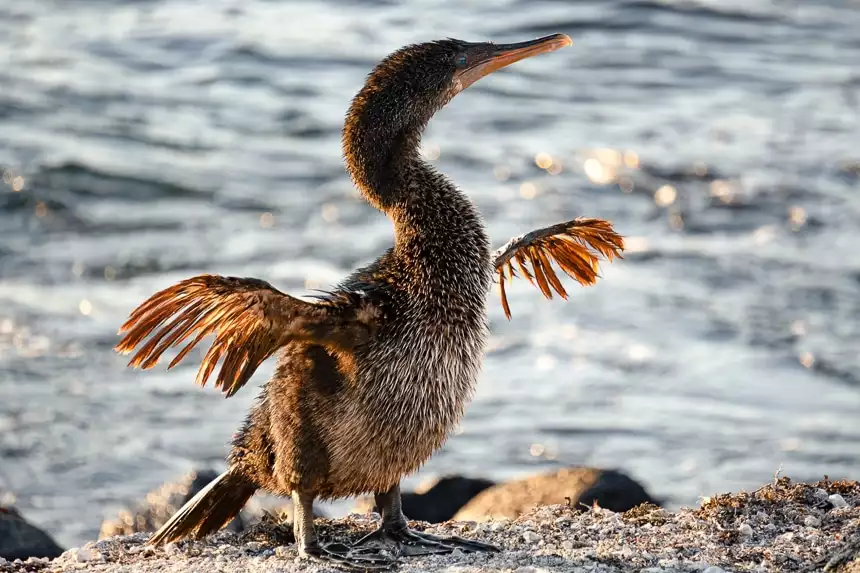 Galapagos animal the Flightless Cormorant has turquoise eyes and stretches its short, stunted wings while standing on lava rocks in front of the sea.