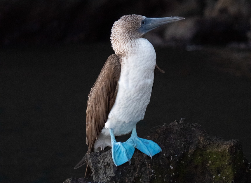 Standing on top of black lava rock with bright blue feet, white chest and grey wings is the popular Galapagos island animal the blue footed booby.